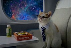 Random cat image from backend